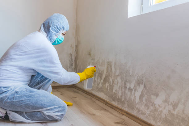 Licensed Mold Testing service in Franklin, NJ - WQB Mold Removal
